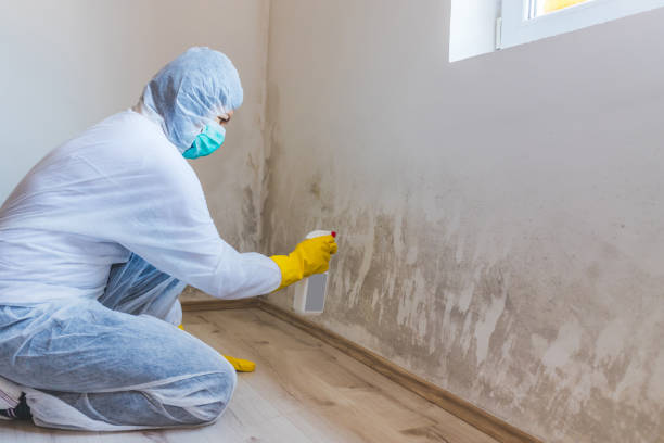 Licensed Black Mold Removal service in Marietta, GA - WQB Mold Removal