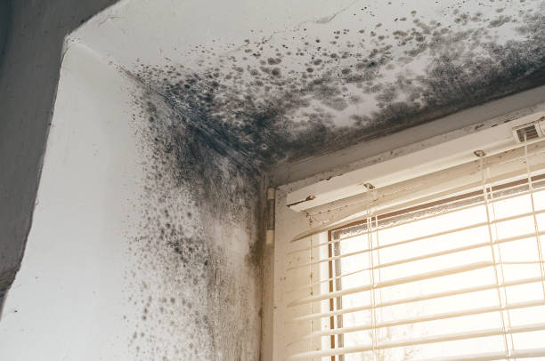 Affordable Black Mold Removal solutions in Marietta, GA