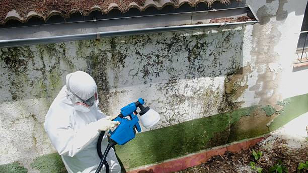 Top rated local Black Mold Removal specialists in Marietta, GA